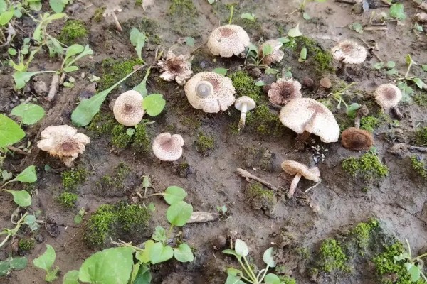 野生蘑菇一天可以长多大，一天可以长2-5厘米