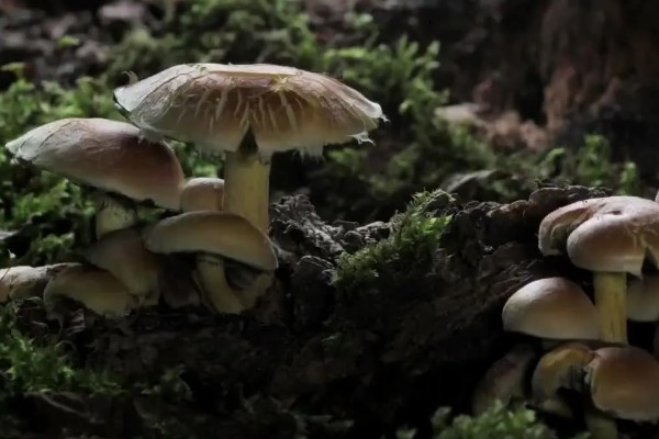 野生蘑菇一天可以长多大，一天可以长2-5厘米
