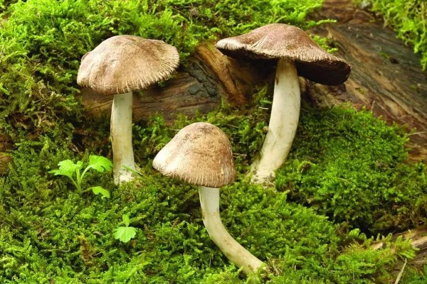 野生蘑菇一天可以长多大，一天可以长2-5厘米