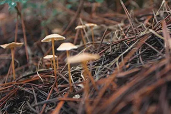 野生蘑菇一天可以长多大，一天可以长2-5厘米