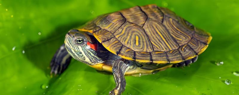 巴西龟容易得哪种病，有白眼病。肠胃病等