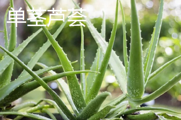 芦荟的品种有哪些，常见的有细茎芦荟、多茎芦荟等