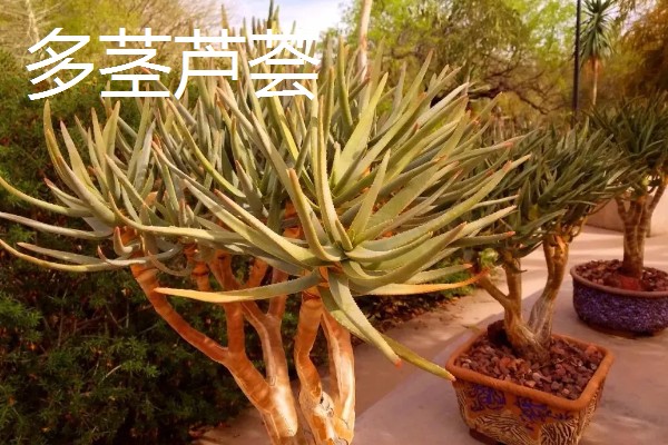 芦荟的品种有哪些，常见的有细茎芦荟、多茎芦荟等