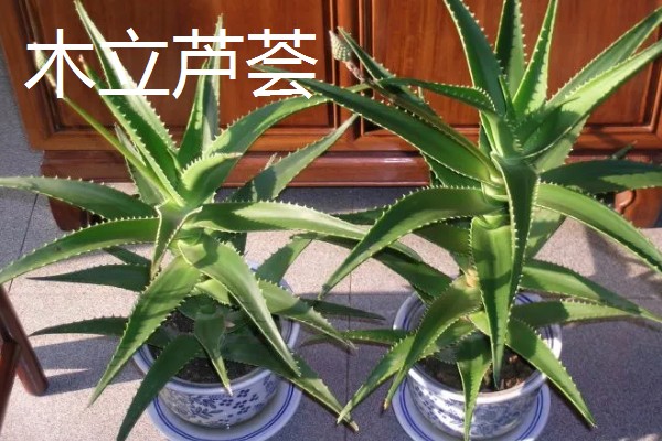 芦荟的品种有哪些，常见的有细茎芦荟、多茎芦荟等