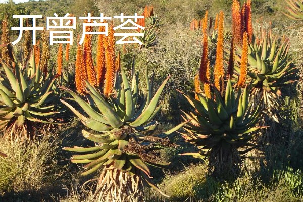 芦荟的品种有哪些，常见的有细茎芦荟、多茎芦荟等