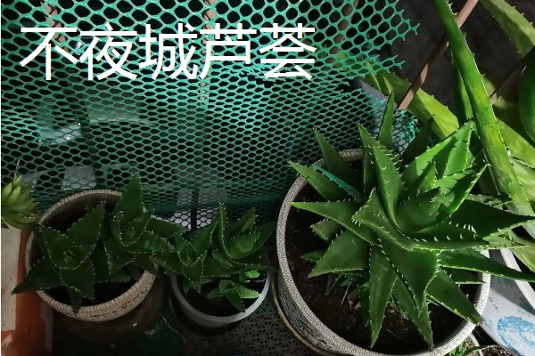 芦荟的品种有哪些，常见的有细茎芦荟、多茎芦荟等