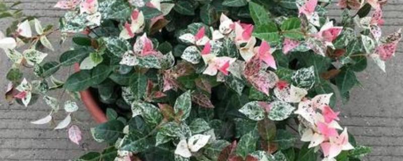 络石吊兰的修剪方法，藤蔓长到8厘米时要剪短一些