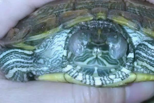 巴西龟容易得哪种病,有白眼病。肠胃病等