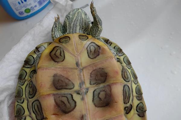 巴西龟容易得哪种病,有白眼病。肠胃病等