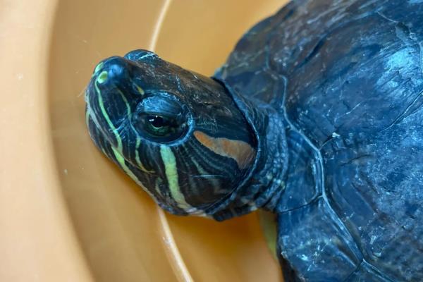 巴西龟容易得哪种病,有白眼病。肠胃病等