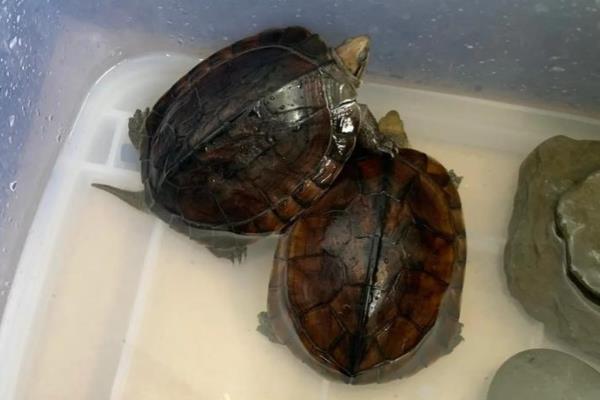 巴西龟容易得哪种病,有白眼病。肠胃病等