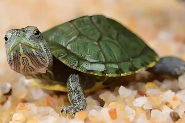 巴西龟容易得哪种病,有白眼病。肠胃病等