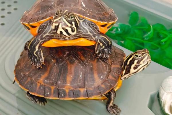 巴西龟容易得哪种病,有白眼病。肠胃病等