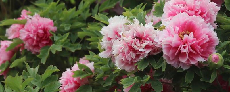 洛阳牡丹花的开放时间，花期为4-5月份