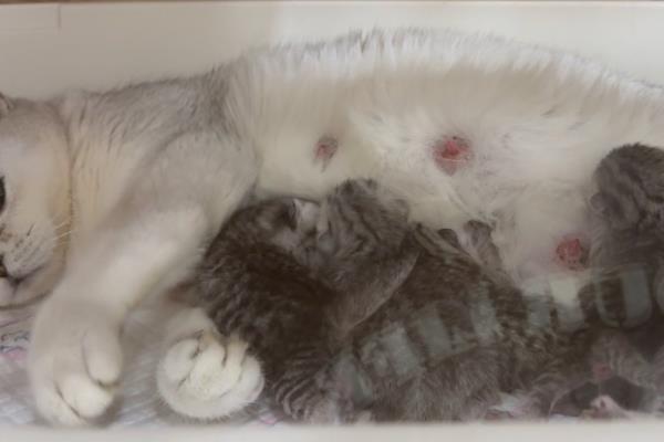 母猫产后多久可以洗澡，建议产后一个月后再洗