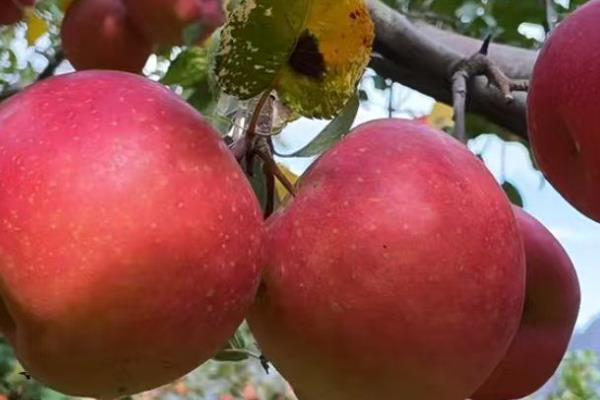 水果之王是什么水果，是指苹果、猕猴桃等