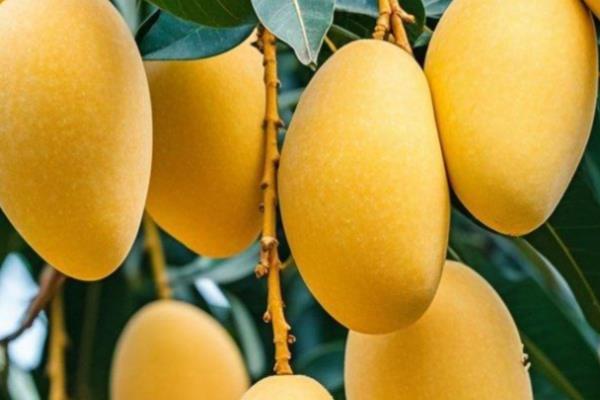 水果之王是什么水果，是指苹果、猕猴桃等