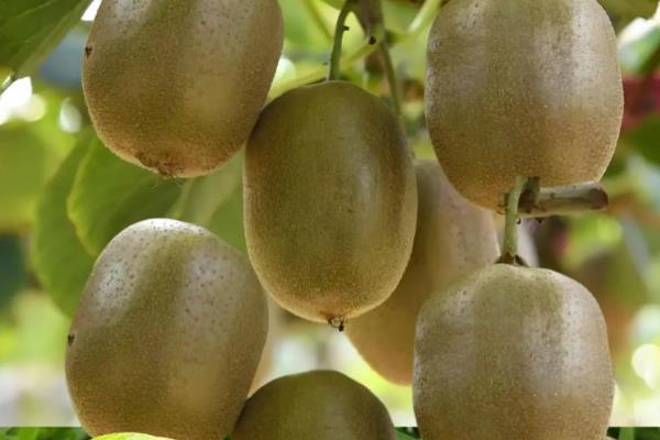 水果之王是什么水果，是指苹果、猕猴桃等