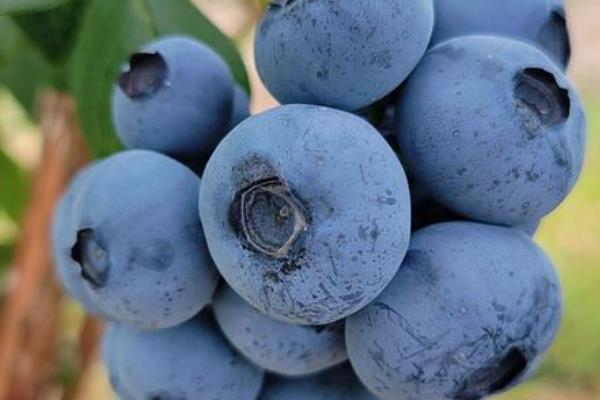 水果之王是什么水果，是指苹果、猕猴桃等