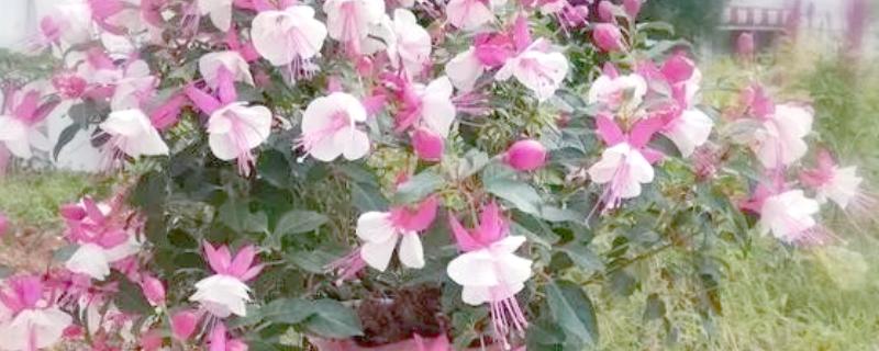 吊钟海棠如何浇水，夏季2-3天给水一次