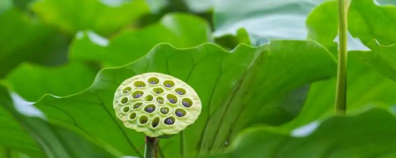 长在水里的水果有哪些，有荸荠、菱角等