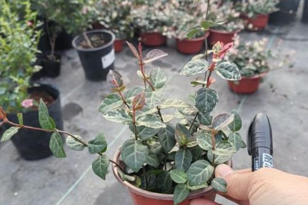 络石吊兰的修剪方法,藤蔓长到8厘米时要剪短一些