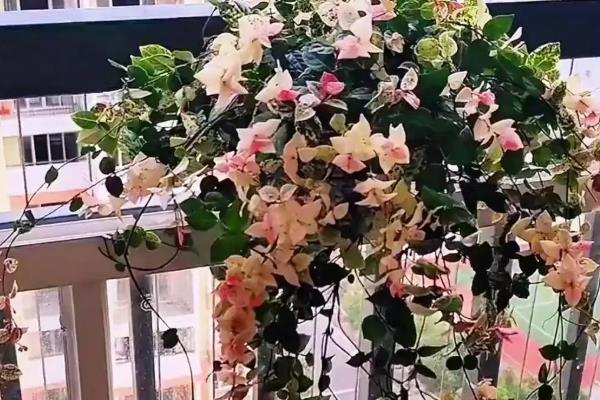 络石吊兰的修剪方法,藤蔓长到8厘米时要剪短一些