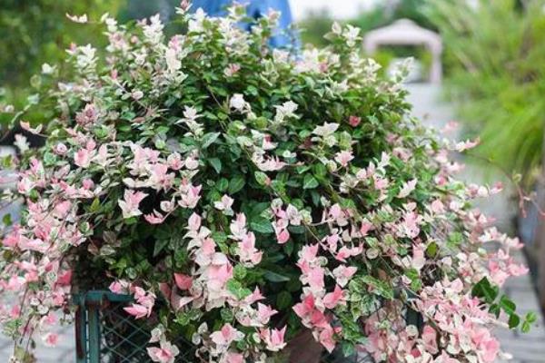 络石吊兰的修剪方法,藤蔓长到8厘米时要剪短一些