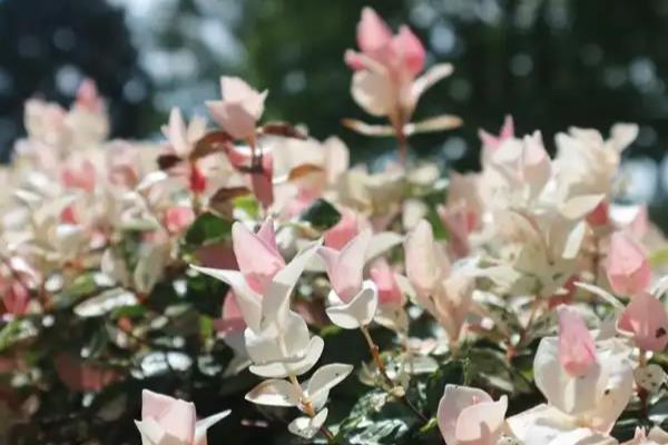 络石吊兰的修剪方法,藤蔓长到8厘米时要剪短一些