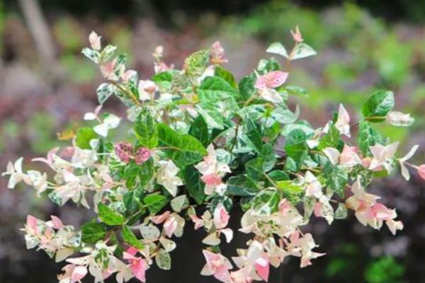 络石吊兰的修剪方法,藤蔓长到8厘米时要剪短一些