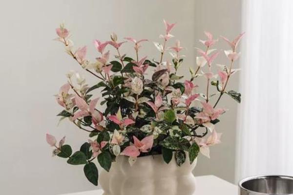 络石吊兰的修剪方法,藤蔓长到8厘米时要剪短一些