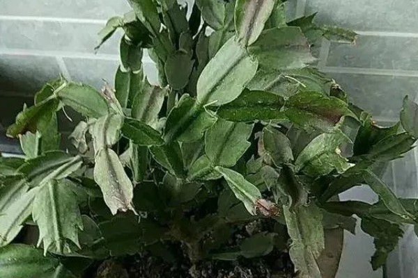 蟹爪兰萎蔫后能不能活，根系健康就不会死亡