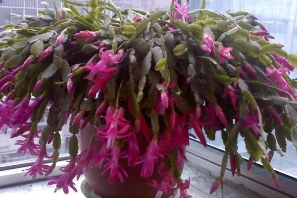 蟹爪兰萎蔫后能不能活，根系健康就不会死亡