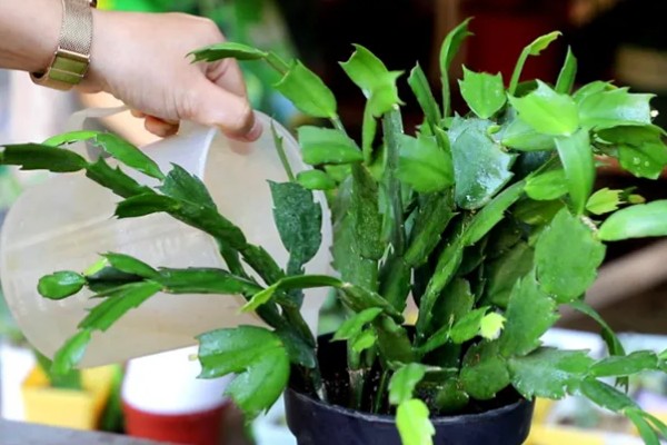 蟹爪兰萎蔫后能不能活，根系健康就不会死亡