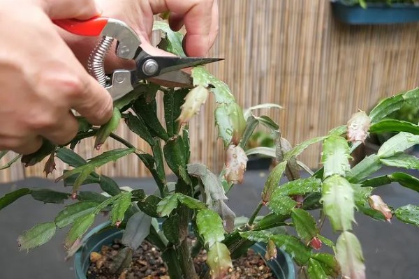 蟹爪兰萎蔫后能不能活，根系健康就不会死亡