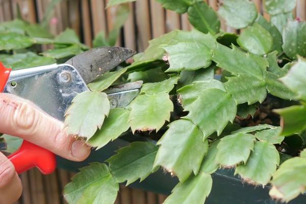 蟹爪兰萎蔫后能不能活，根系健康就不会死亡