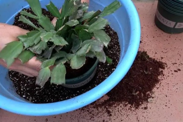 蟹爪兰萎蔫后能不能活，根系健康就不会死亡