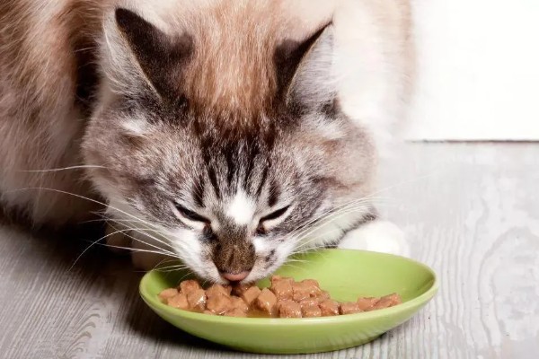 预防猫癣的方法，注意对猫咪的用品和用具消毒