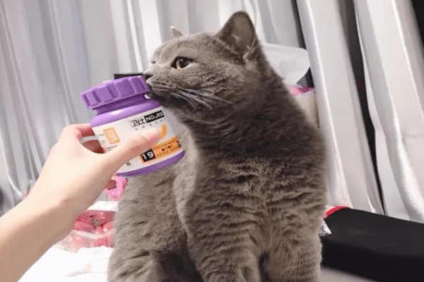 预防猫癣的方法，注意对猫咪的用品和用具消毒