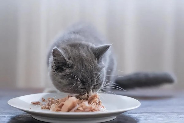 预防猫癣的方法，注意对猫咪的用品和用具消毒
