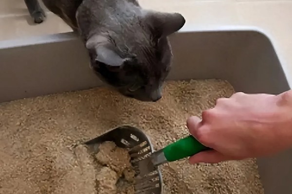 预防猫癣的方法，注意对猫咪的用品和用具消毒