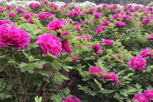 洛阳牡丹花的开放时间,花期为4-5月份