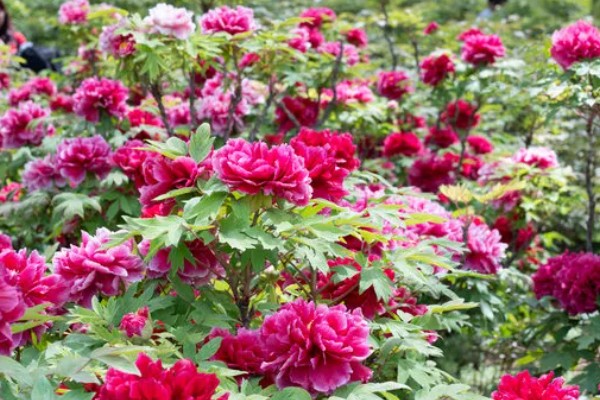 洛阳牡丹花的开放时间,花期为4-5月份