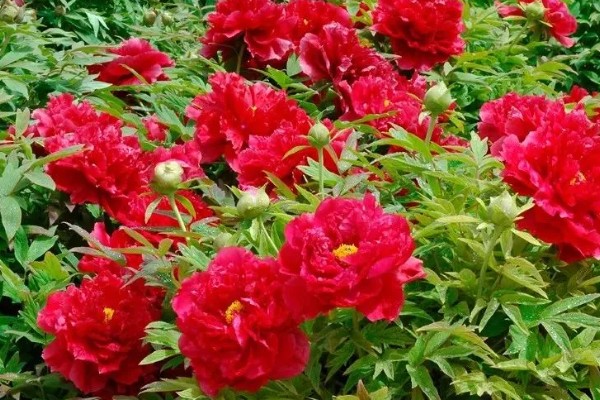 洛阳牡丹花的开放时间,花期为4-5月份