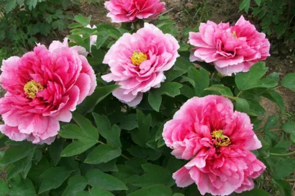 洛阳牡丹花的开放时间,花期为4-5月份