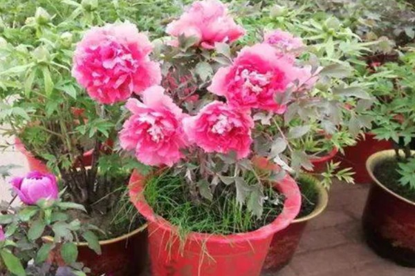 洛阳牡丹花的开放时间,花期为4-5月份