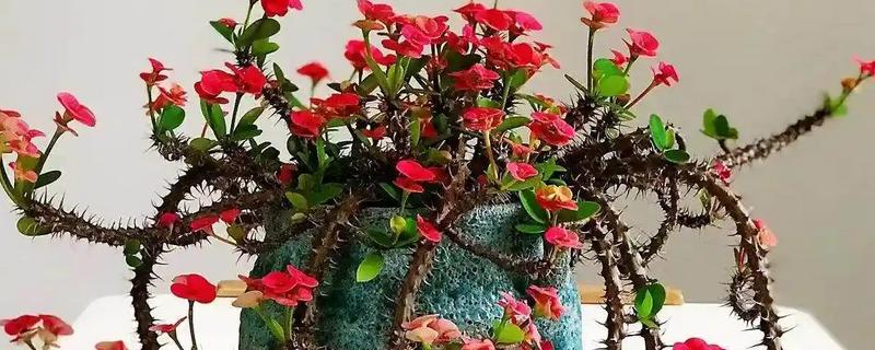 虎刺梅的花期，一年四季均可开花
