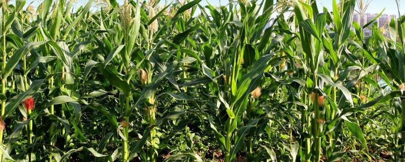 凤田D005玉米种子介绍，中等肥力以上地块栽培