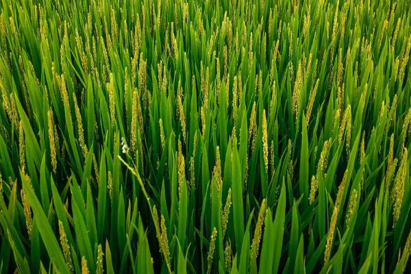 航八占水稻品种的特性，属早中熟籼型常规中稻品种