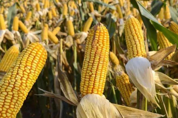 凤田D005玉米种子介绍，中等肥力以上地块栽培